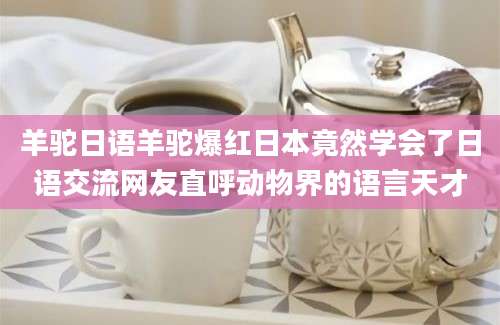 羊驼日语羊驼爆红日本竟然学会了日语交流网友直呼动物界的语言天才